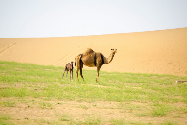 6-Day Sahara Desert Trek from Oasis Camp