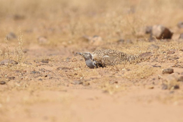 7-Day Sahara Desert Survival Adventure in M’Hamid El Ghizlane