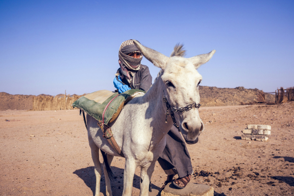 6-Day Essaouira Coastal Horseback Adventure