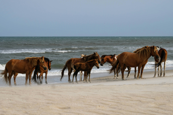 6-Day Essaouira Coastal Horseback Adventure