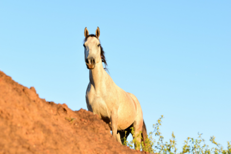 6-Day Essaouira Coastal Horseback Adventure