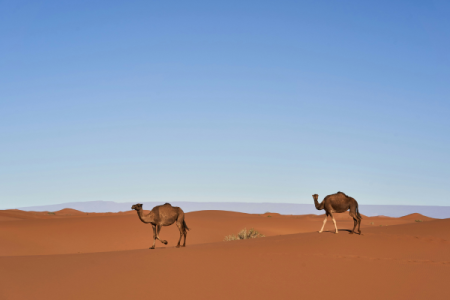 Sahara Secrets Discovery: 4-Day Immersive Desert Adventure from Marrakech to M’Hamid El Ghizlane
