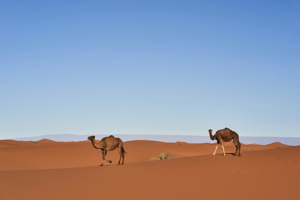 4 Days Sahara Desert Journey, M’Hamid El Ghizlane Experience