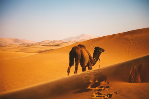 Sahara Secrets Discovery: 7-Day Immersive Desert Retreat from Marrakech to M’Hamid El Ghizlane