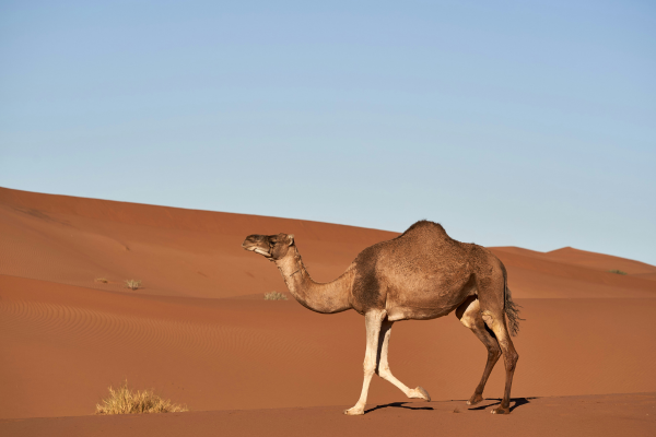 Morocco Adventure: 6-Day Atlas Mountains & Sahara Desert Experience