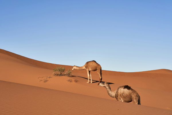 Sahara Secrets Discovery: 4-Day Immersive Desert Adventure from Marrakech to M’Hamid El Ghizlane